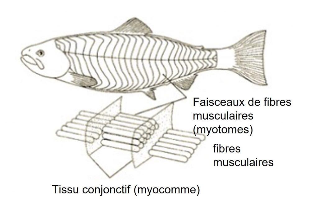 représentation des fibres musculaires et du tissu conjonctif chez les poissons